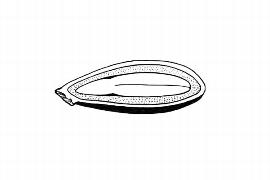   Embryo:   Sesamum indicum ;nbsp;Illustration by K. Parker, Kirkbride et al. (2006)
